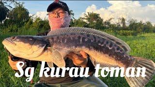 Sg kurau casting Ikan toman&I kan haruan/shimano/zodias/antaresdcmd23/livre/topwater/paddlepop/鱼虎/生鱼