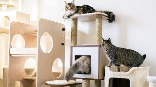 Comparing Our Cat Trees