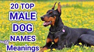 Top 20 Male Dog Names | Popular trending male dog names