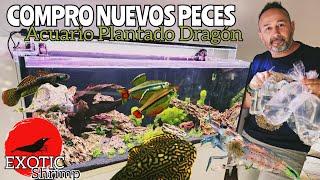 ACUARIO PLANTADO ROCAS DRAGON | Compro Nuevos Peces