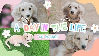 A DAY IN THE LIFE OF ROCKET.. OUR MINATURE CREAM DACHSHUND PUPPY!