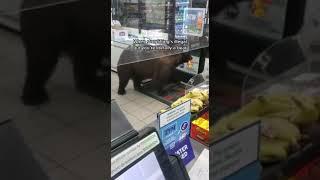 when shoplifting is illegal but you're a bear..