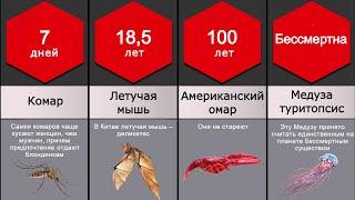 Сравнение: Продолжительность жизни животных