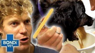 Greedy Dog In Danger After Eating Ice Cream and Its Stick!  Bondi Vet Clips | Bondi Vet