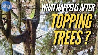 IS TOPPING TREES BAD?