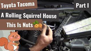 Squirrel vs Toyota Tacoma - Part I