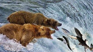 Beauty Nature & Wild - Bear catching salmon in waterfall | Wild Animals 2018