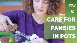 How to Care for Pansies in Pots