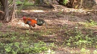 Wildfowl Labuyo pangati