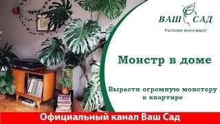 Корпорация монстров в вашей квартире. Как вырастить красивую Монстеру. Ваш сад