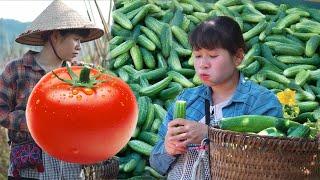 Single mom Ly Thi Ly harvests cucumbers and tomatoes to sell - life with dad