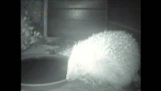 Hedgehog drinking water