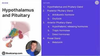 Hypothalamus and Pituitary Gland | Biology | DAT Bootcamp