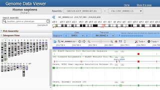 Humans, Chimps, and a Missing Chromosome