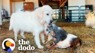 Dog Is Three Legged Goat's Protector | The Dodo