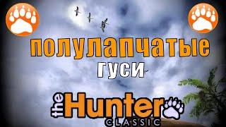 Охота на полулапчатого гуся и редкого буйвола в игре The Hunter Classic.