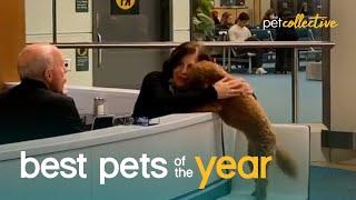 Top 20 Super Cute Pet Moments | Best Pets Of The Year 2020