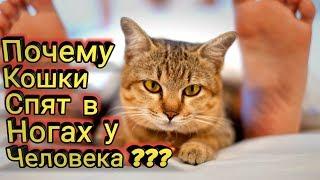 Почему Кошки Спят в Ногах у Человека?