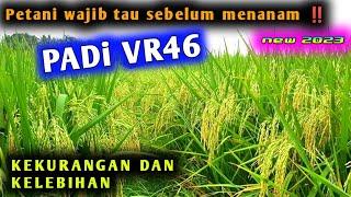 PADI VR 46 ‼️ KELEBIHAN DAN KEKURANGAN PADI VR 46