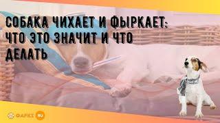 Собака чихает и фыркает: что это значит и что делать