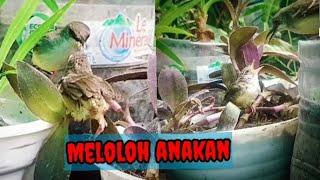 Burung Ciblek Berkembang biak lagi