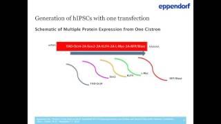 Rick Cohen - From heart to mind: Simplified iPS cell reprogramming into cardiac and neural cells und