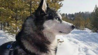 Кто же, лидер?#huskyidel#хаски