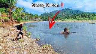 IT TURNS OUT BEHIND THIS FALLEN TREE IS A BIG FISH'S NEST.‼️ Amazing fishing video