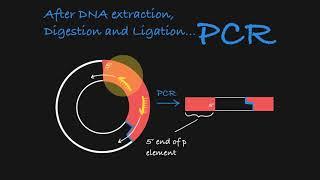 Inverse PCR Explained