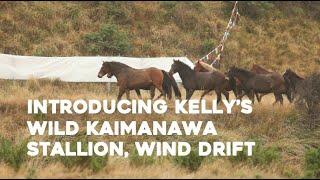 Introducing Kelly's Wild Kaimanawa Stallion, Wind Drift!