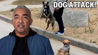 This Dog Attacks Other Dogs - Dog Nation Episode 3 - Part 3