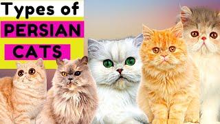 6 Jenis Kucing Persia / Nomor 5 Unik / Kamu Suka Yang Mana?