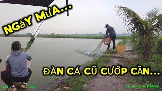 TOÀN CƯ.ỚP CẦN - CÂU CÁ CHÉP CŨ NGÀY MƯA - PHÚC HÀ FISHING