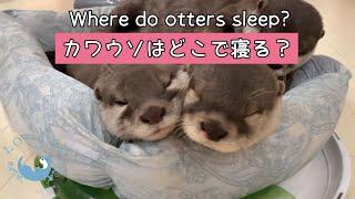 Where Do Otters Sleep?　#Shorts