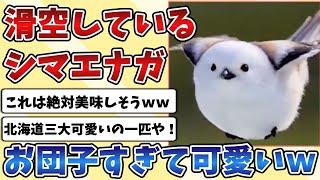 【2ch動物スレ】滑空している姿がお団子すぎる『シマエナガ』が可愛すぎて止まらないｗｗｗ