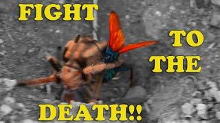 Tarantula Hawk Wasp VS Desert Tarantula- DESERT SHOWDOWN  (FIGHT NOT STAGED! SEE DISCLAIMER)