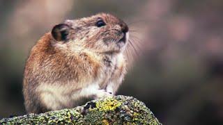 How the Collared Pika Prepares For Winter | Wild Alaska | BBC Earth