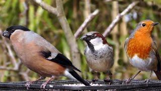 Garden Birds - Robin, Goldfinch, Bullfinch, Sparrows, Blue Tit & Dunnock