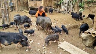 Build Farm alone Daily Life in with ( pigs, chickens, goats.. ) - Ban Thi Diet