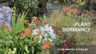 Understanding Plant Dormancy - Tips, Preparation and Care of your dormant plants overwinter.