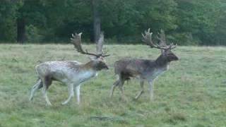 Fallow Deer Parallel Walk B