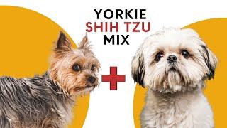Yorkie Shih Tzu Mix AKA the Shorkie Zu