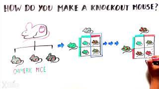 What is a knockout mouse?