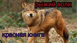 рыжий волк красная книга, red wolf red book