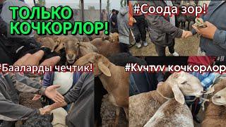 Учкун мал базары! Кочкорлор көп, баасы бирааз көтөрүлүп калды. Реклама 0553103020 вотсап