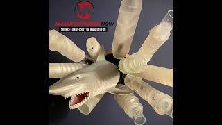 LISTEN: 3D-Printed Shark Pipes Beat Out Tesla Valves in One Direction Flow