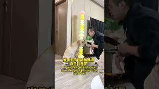 【旺仔很忙Wangzai is busy】这狗子还挺识数，不太好忽悠This dog is pretty clever, so it's not easy to fool him.