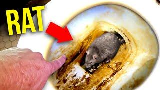 HUGE NASTY RAT INFESTATION! You'll never believe what they did to this house...