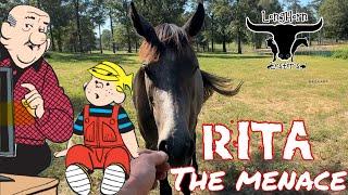 Rescue Horse Rita