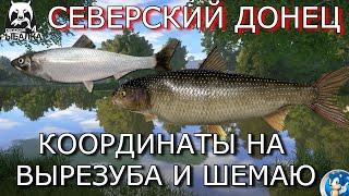 СЕВЕРСКИЙ ДОНЕЦТОЧКИ НА ВЫРЕЗУБА И ШЕМАЮ Русская Рыбалка 4(РР4)